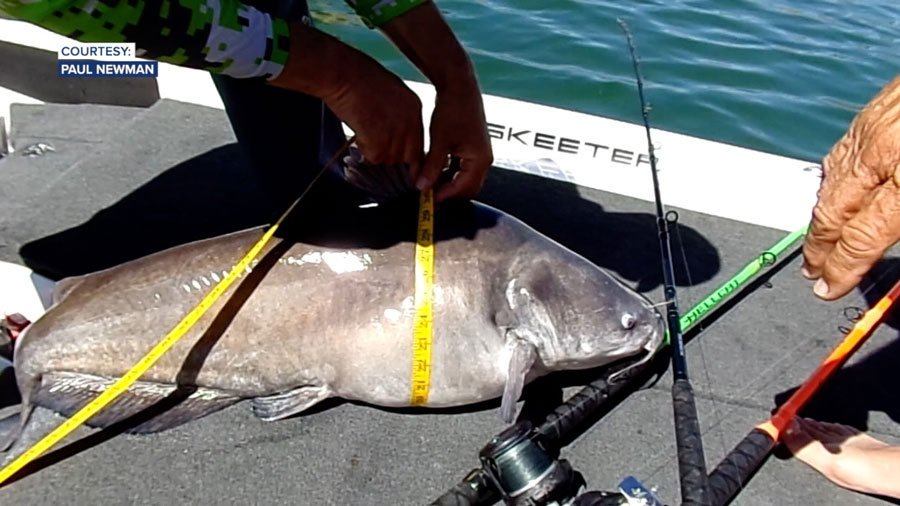 Angler from Fruitland lands the largest catfish in Idaho history - Vimarsana News