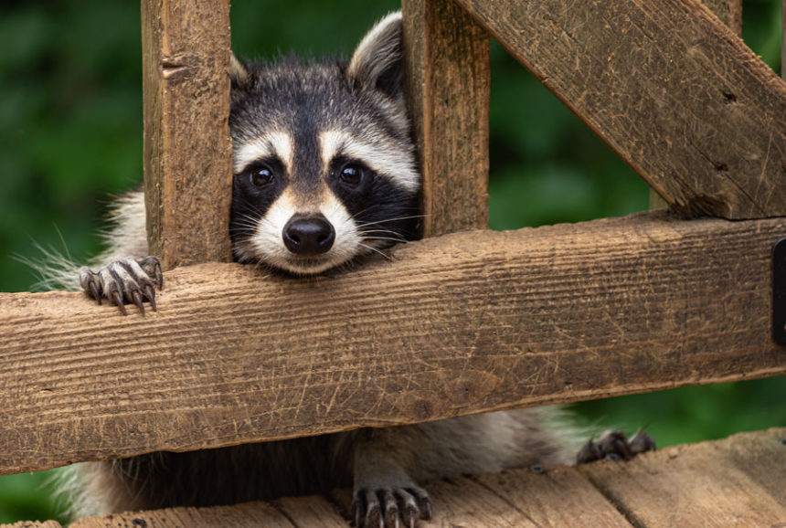 Racoon