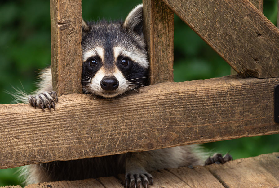 Man charged after allegedly threatening to shoot couple he thought took his pet raccoon - Vimarsana News