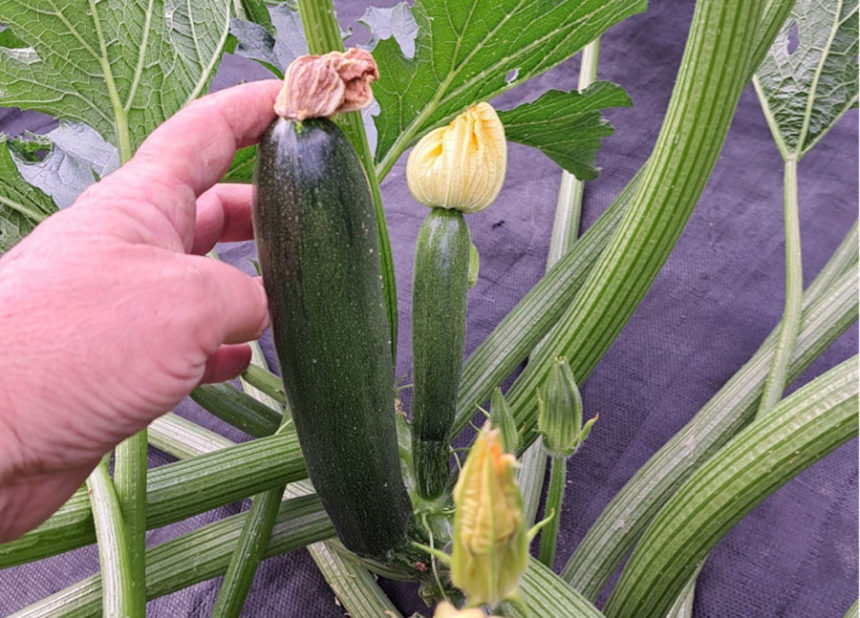 Squash03