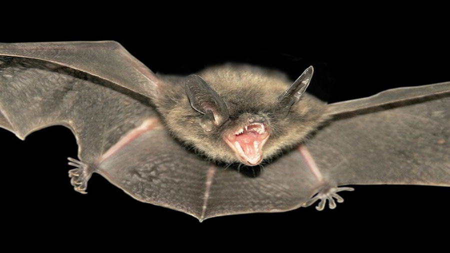 Rabid bat found in Blaine County - East Idaho News - Vimarsana News