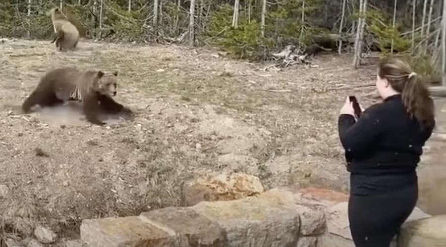 woman and bear