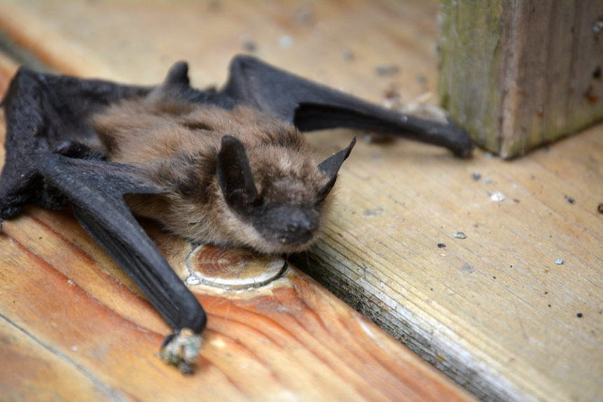 big brown bat