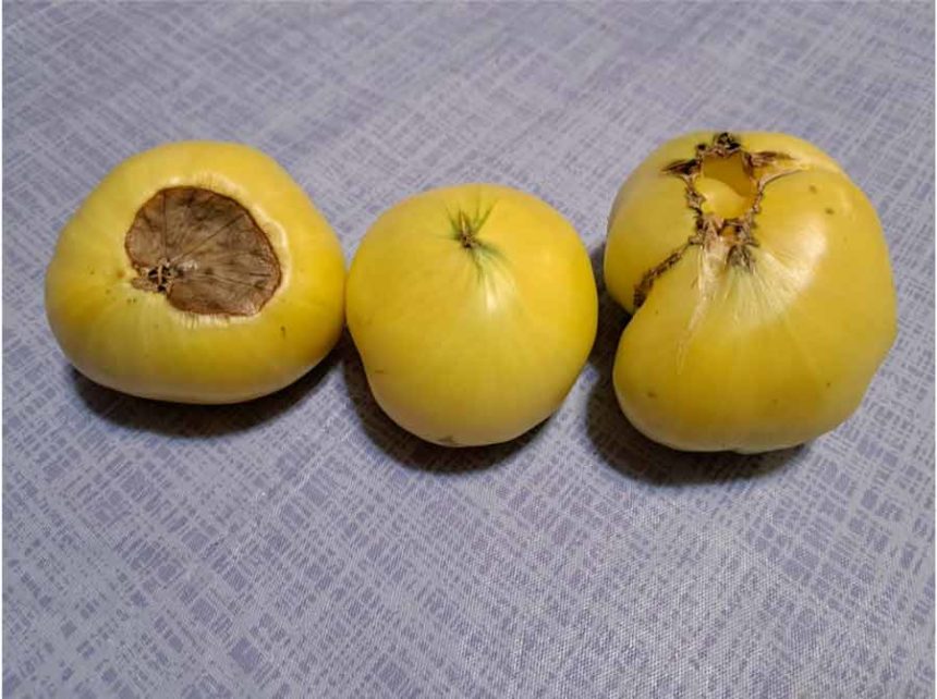 blossom end rot