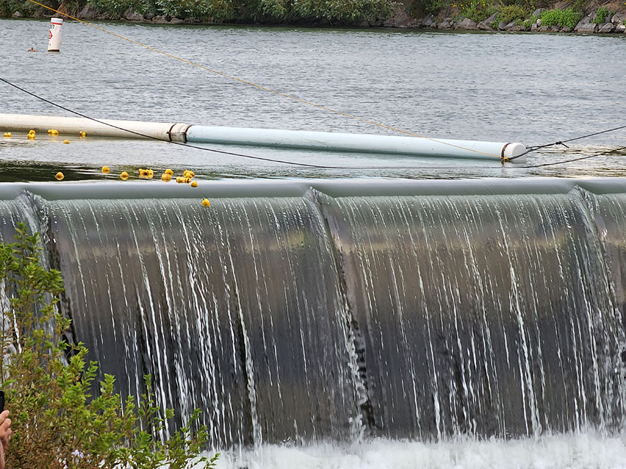 ducks down the falls