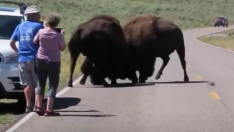 Tourists in Yellowstone walk up to 2,000 pound fighting bison to get better view - Vimarsana News