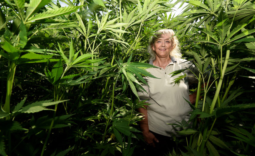 hemp 1