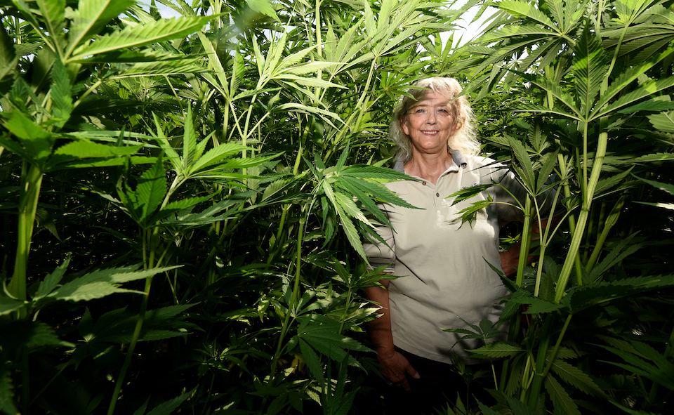 UI trials in eastern Idaho show potential for hemp production - Vimarsana News