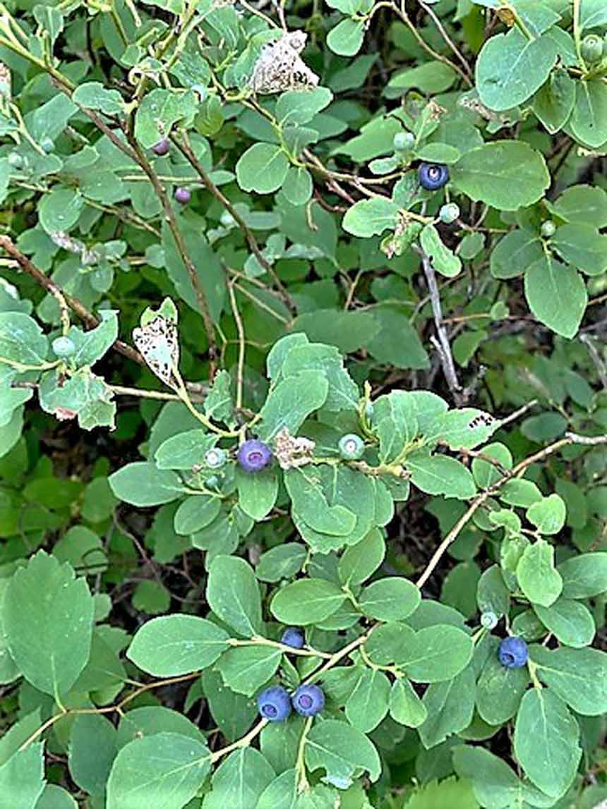 huckleberry bush