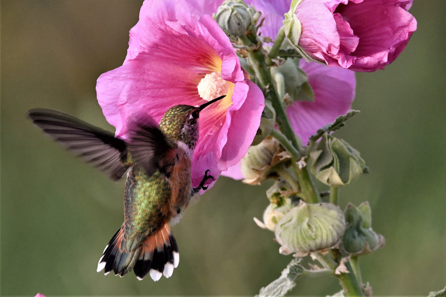 Here's why you're seeing an abundance of hummingbirds in eastern Idaho - Vimarsana News