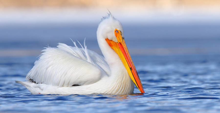 If you see a white pelican, this group wants to know about it - Vimarsana News