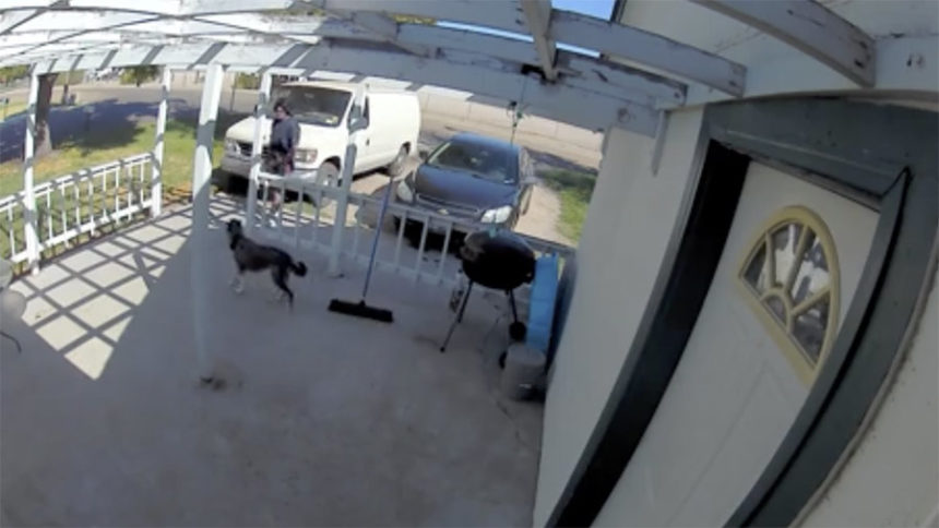 dog as seen on video