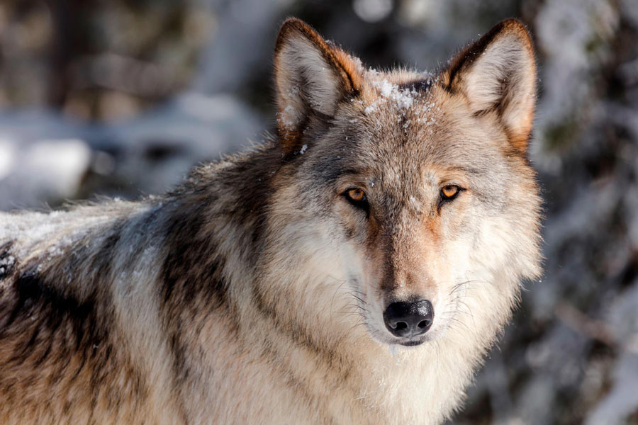 Wolves shot in Wyoming may be from a Colorado pack - Vimarsana News