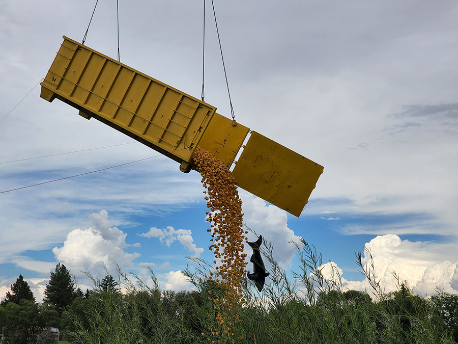yellow ducks dumping