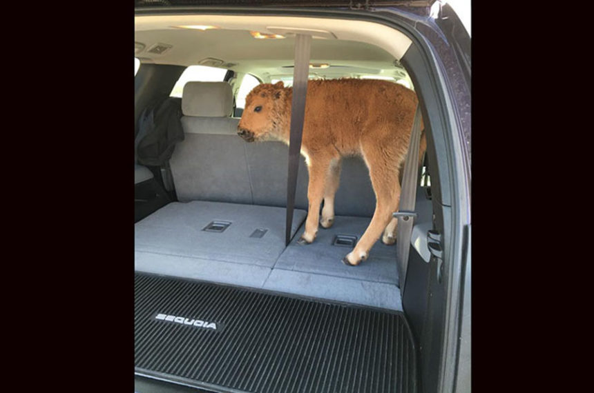 bison in SUV