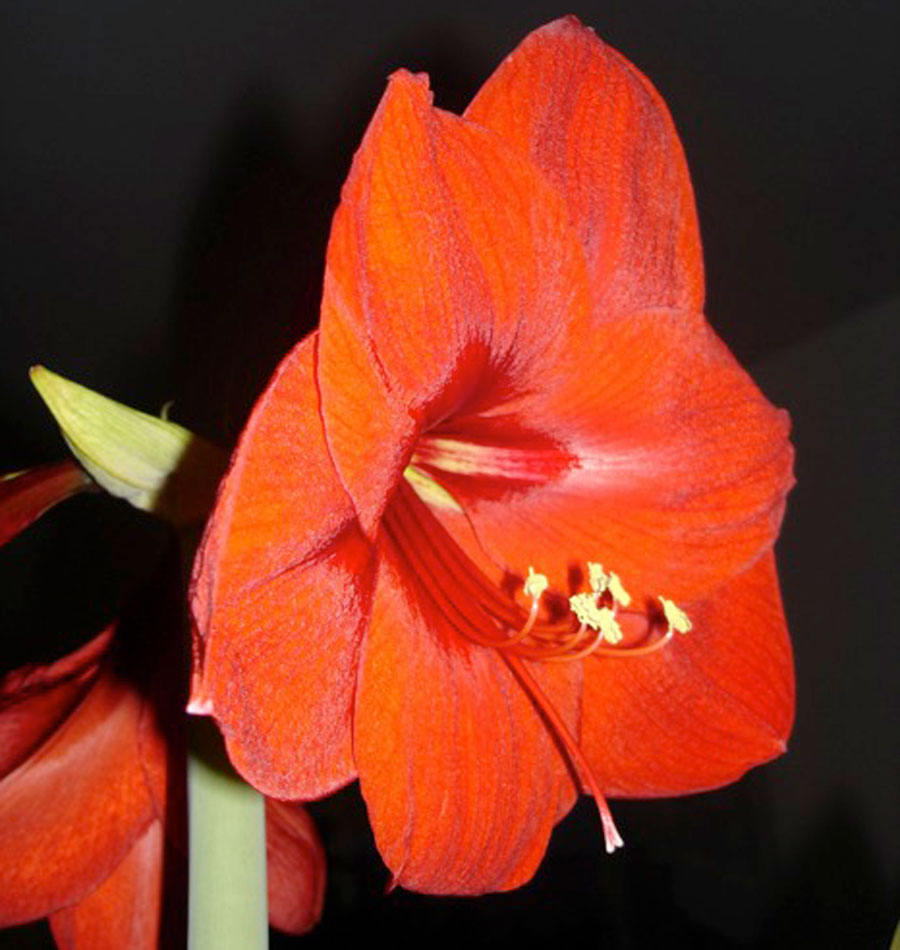 Amaryllis