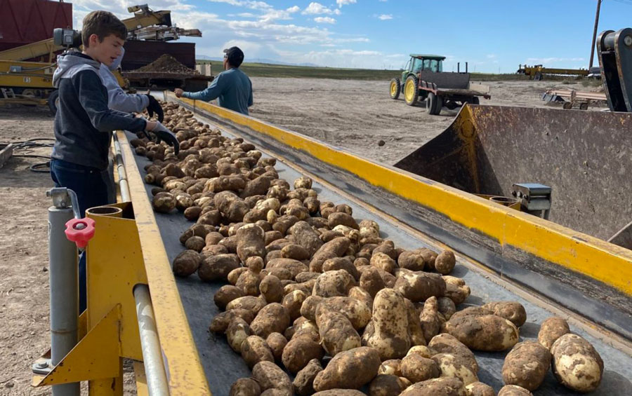 From the classroom to the spud cellar: harvest break teaches life lessons - Vimarsana News