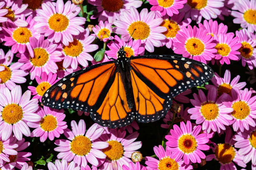 Monarch02