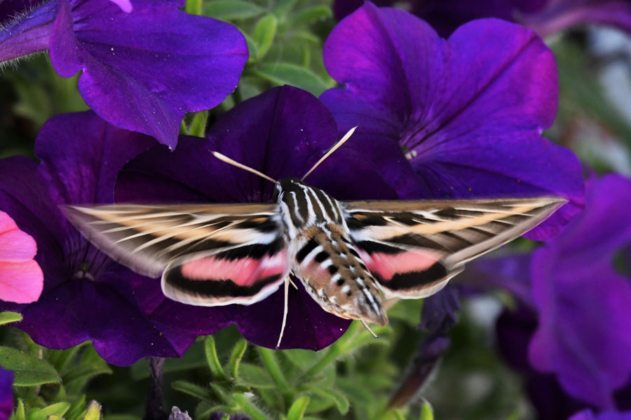 An upclose look at hummingbird moths in eastern Idaho East Idaho News