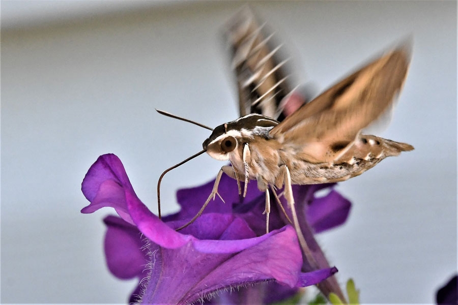 Sphinxmoth2 22