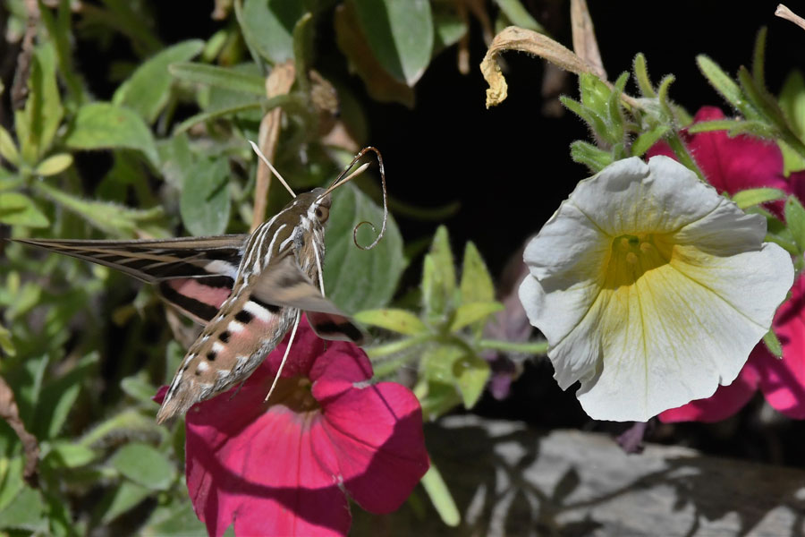 Sphinxmoth3 22
