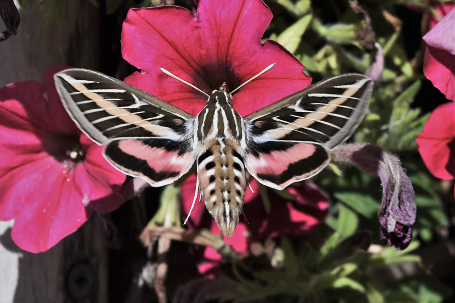 Sphinxmoth6 22