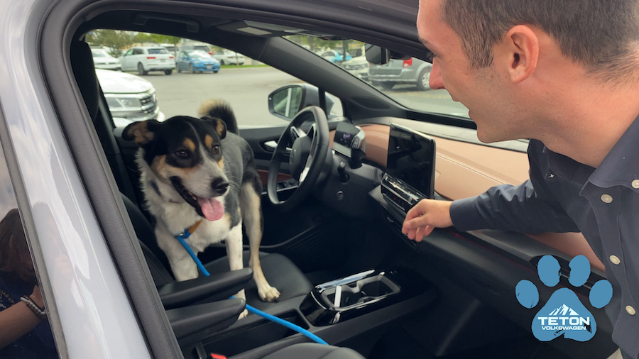 Pet of the Week: Milo - East Idaho News - Vimarsana News