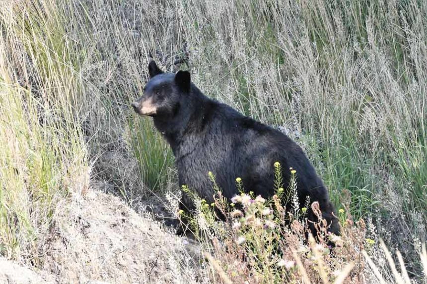 black bear 2
