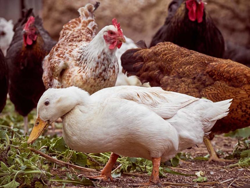 chickens and ducks