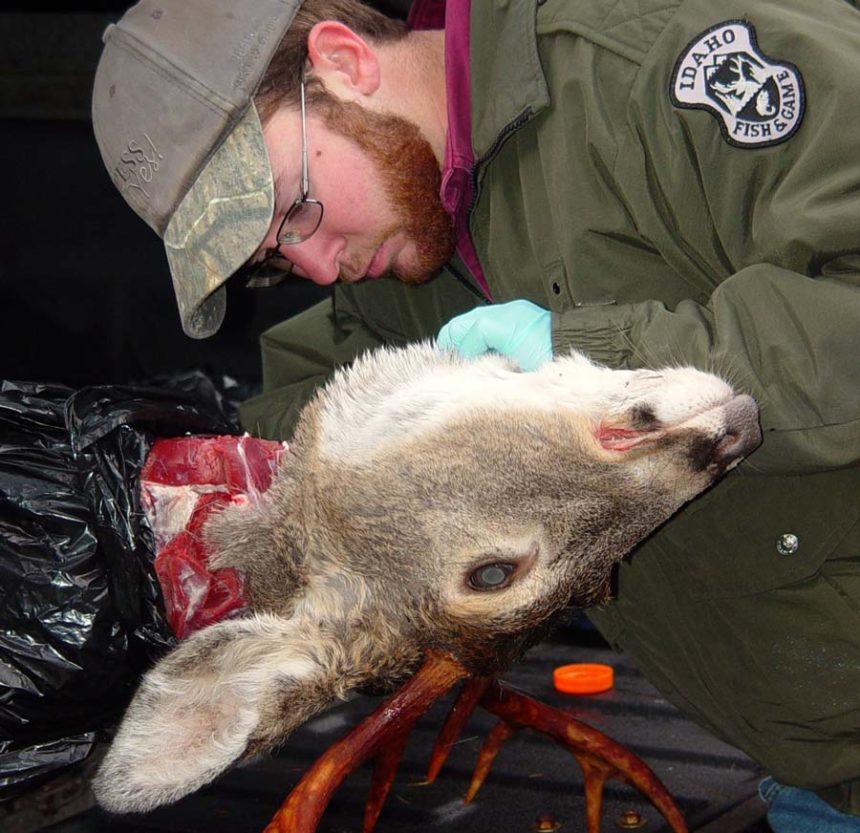 demick cwd deer