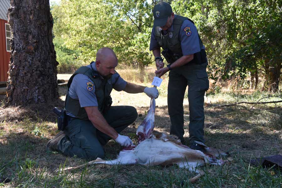 watch-how-to-field-dress-a-deer-elk-or-moose-in-a-cwd-management-zone