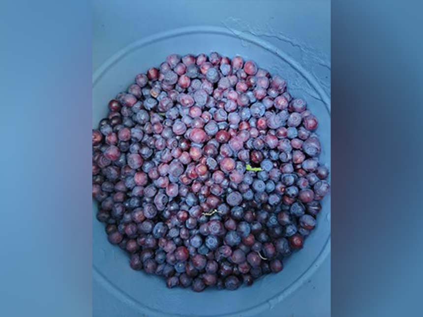 Scientists track how huckleberries fare in changing climate - Vimarsana News