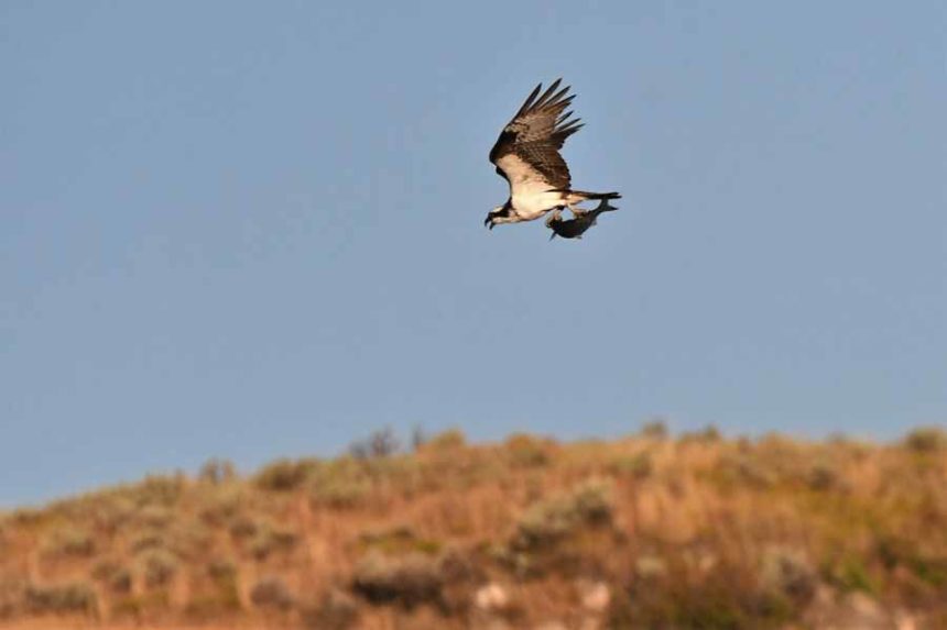 osprey 1
