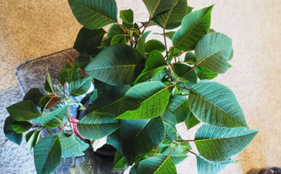 poinsettia