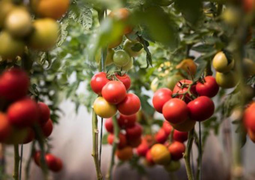 tomatoes