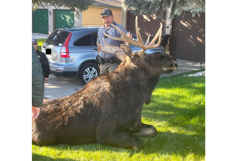 Massive moose on the loose relocated after wandering through