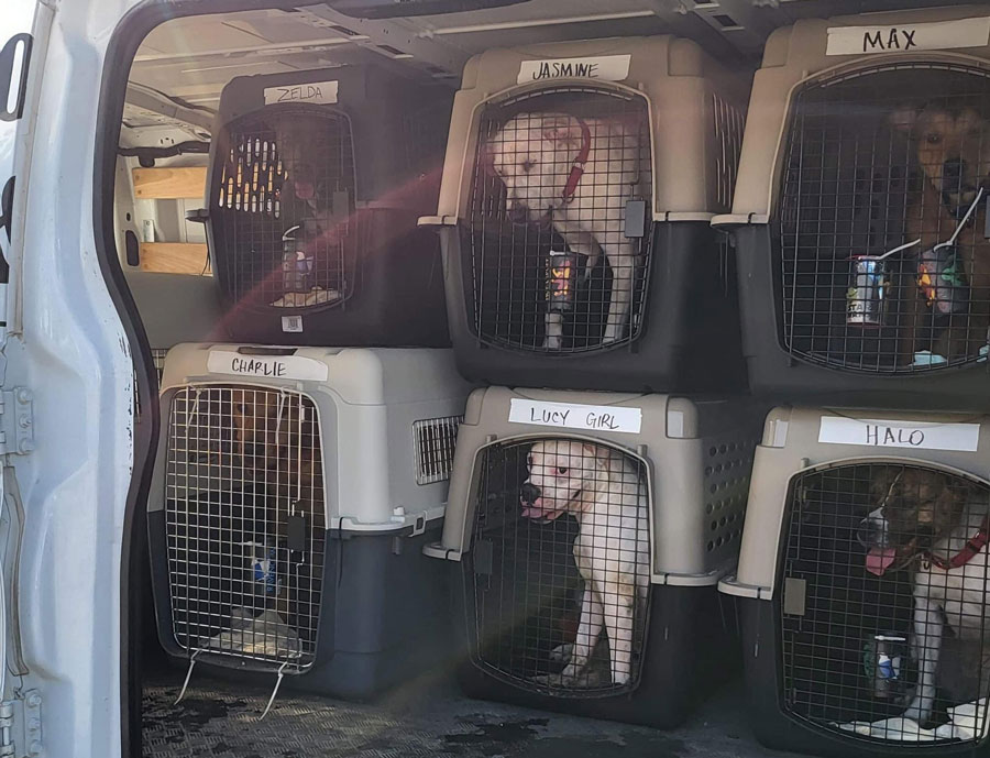 Blackfoot Animal Shelter takes in rescues from Hurricane Ian - Vimarsana News