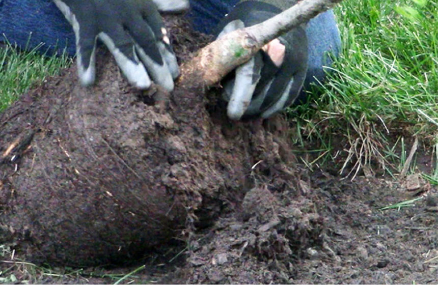 Root01