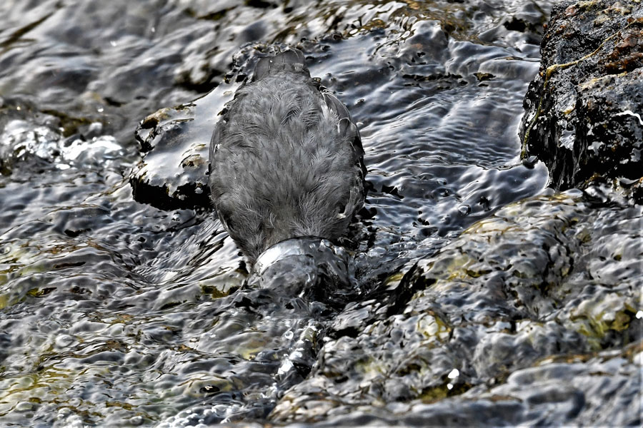 WaterOuzel1 22