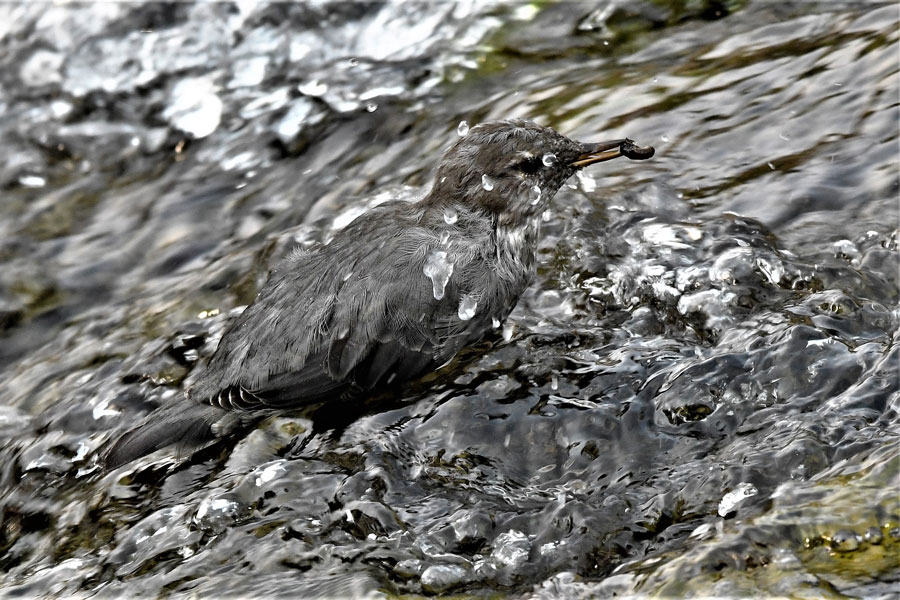 Waterouzel6 22