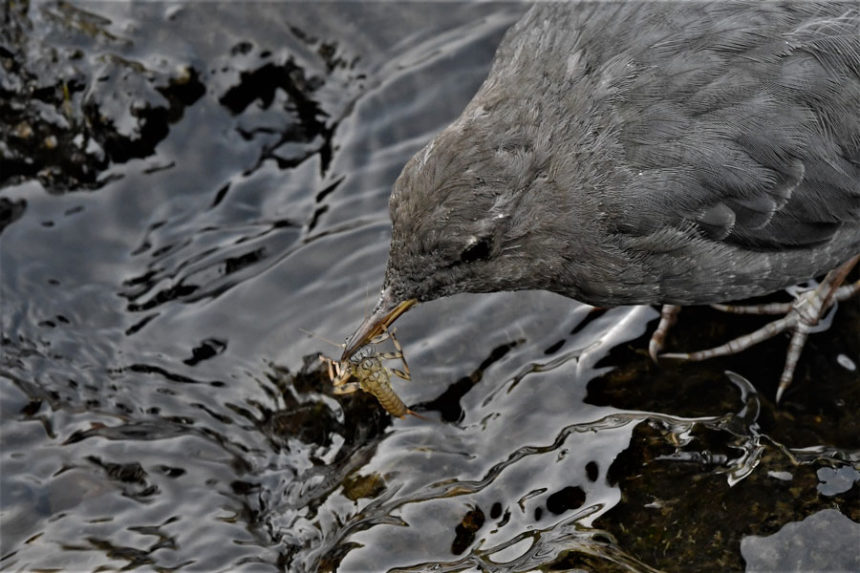 Waterouzel9 22