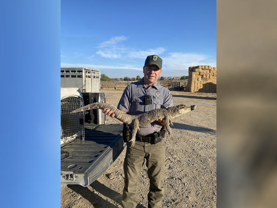 A dogwalker caught an alligator in rural Idaho - Vimarsana News