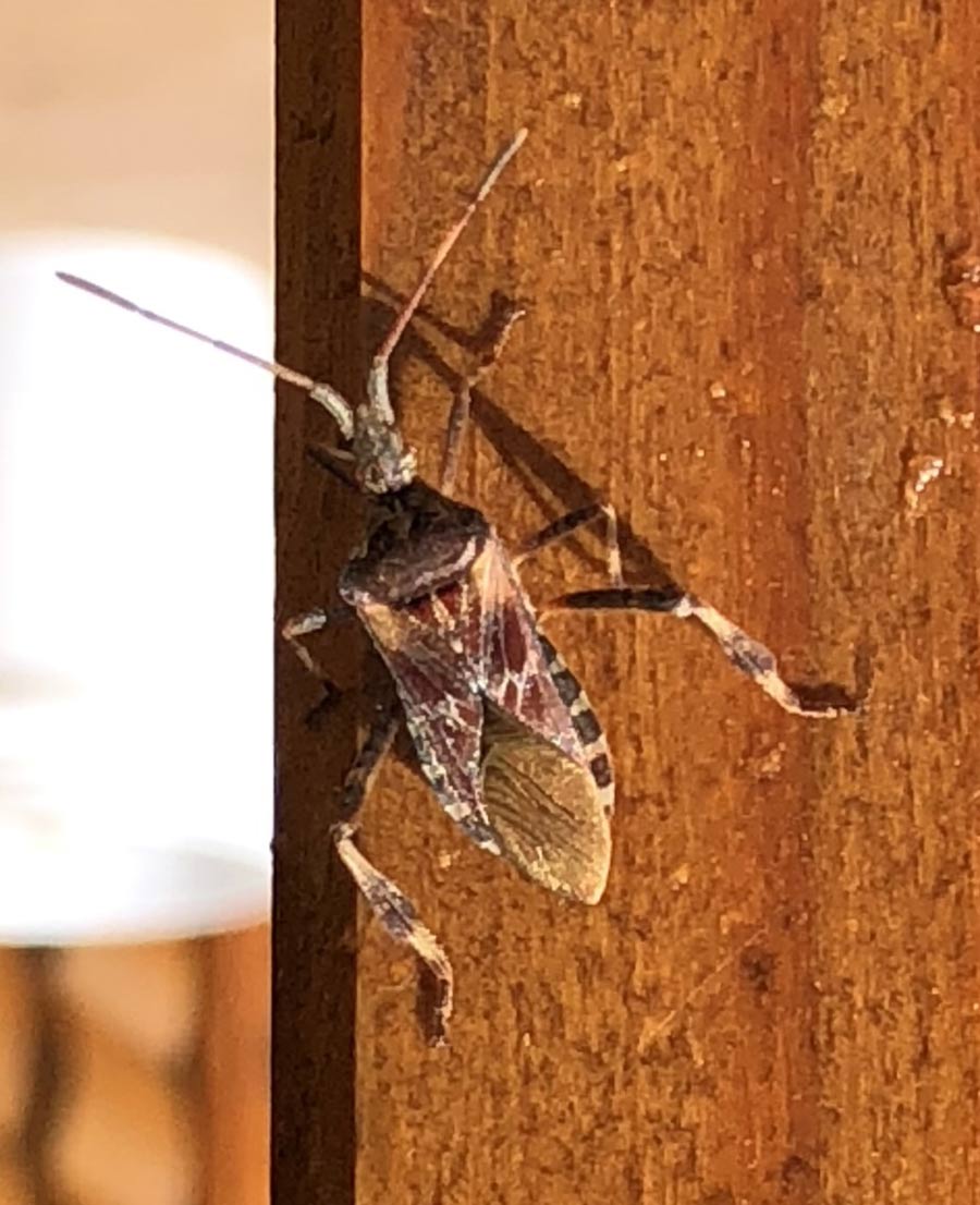 bug 3