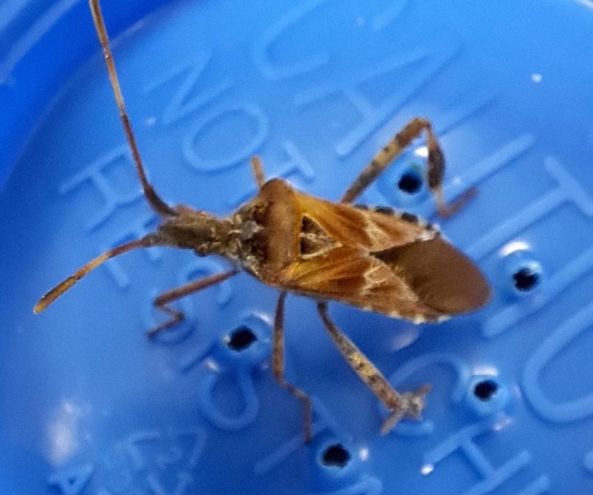 bug