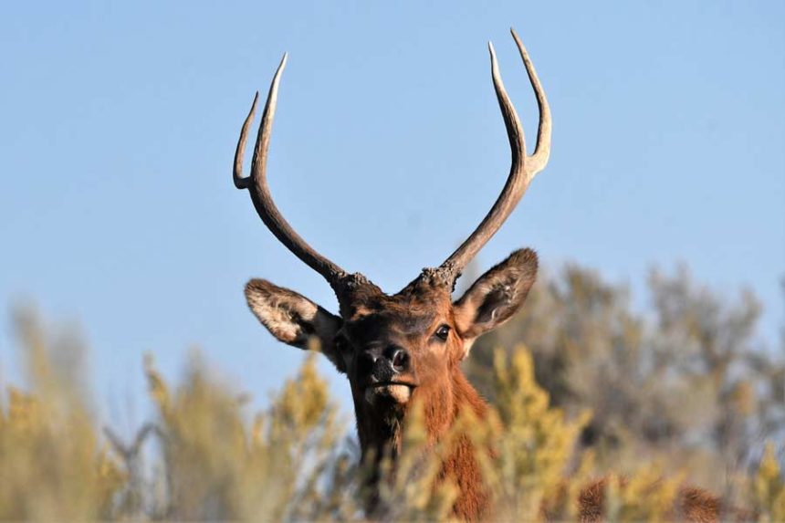 bull elk