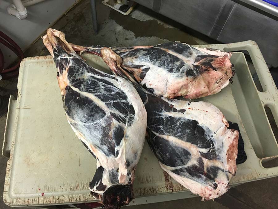 Rear quarters of deer found in Montpelier dumpster - Vimarsana News