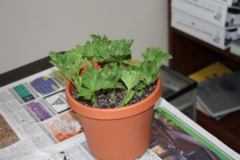 How to care for geraniums inside during the winter and save them for
