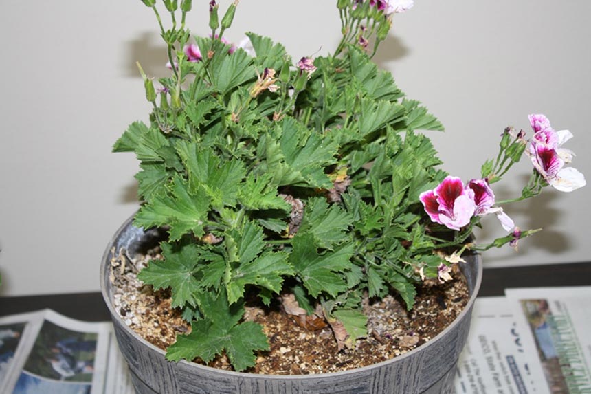 How to care for geraniums inside during the winter and save them for