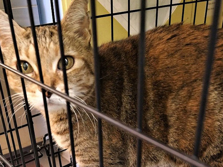 Missing cat found in Idaho 9 years after disappearing from California