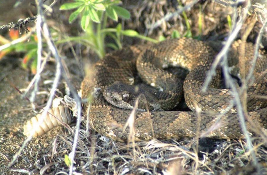 Bites from two different snakes in Idaho require antivenom. Here’s how